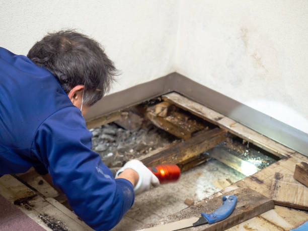 Mold Removal Process in Highland Park, IL