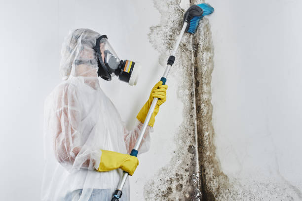 Best Mold Cleaning Services  in Highland Park, IL