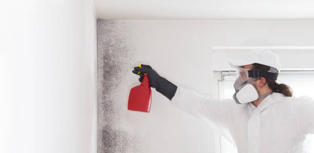 Best Mold Testing  in Highland Park, IL