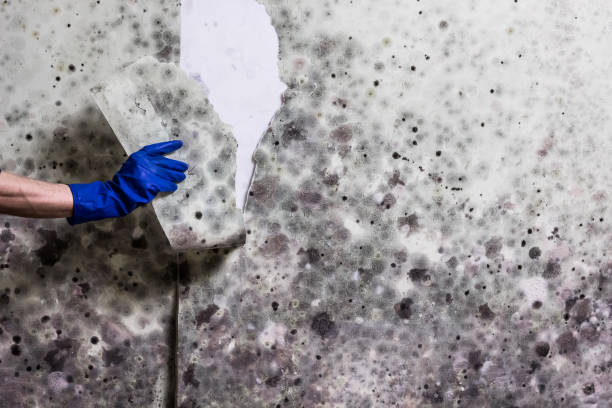 Best Certified Mold Removal  in Highland Park, IL