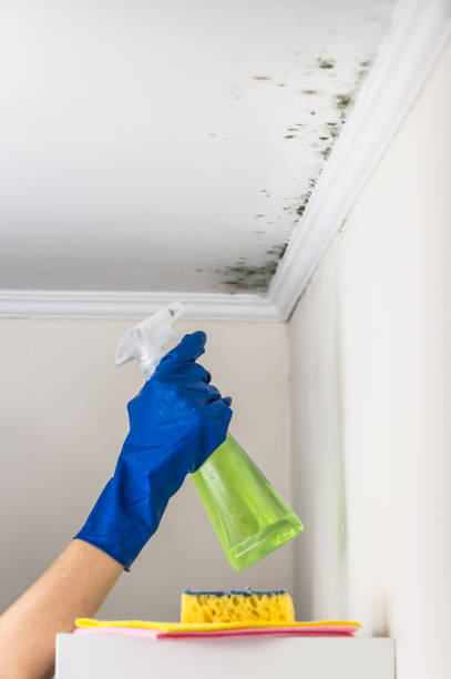 Crawl Space Mold Removal in Highland Park, IL