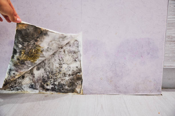 Professional Mold Removal in Highland Park, IL